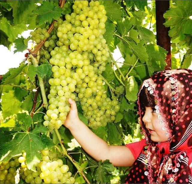Sarıg&ouml;l&rsquo;de Sultaniye &Uuml;z&uuml;m Fiyatları Y&uuml;kselişe Ge&ccedil;ti 2
