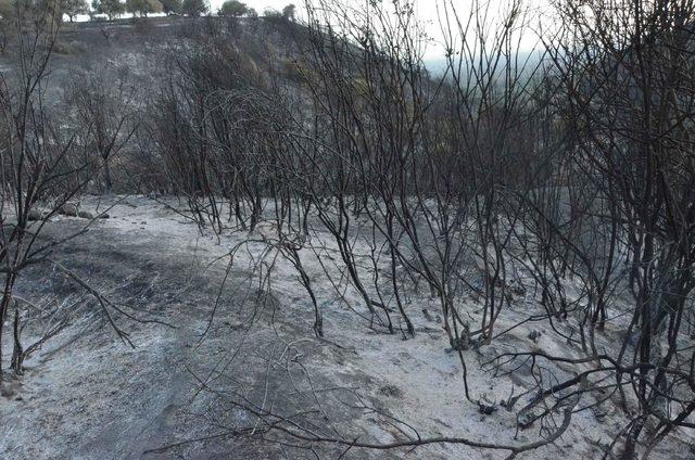 Nazilli'de yanan orman ve zeytinlik alan gündüz görüntülendi