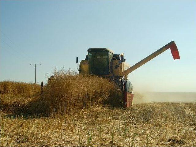 Kanola Hasadı Sona Erdi