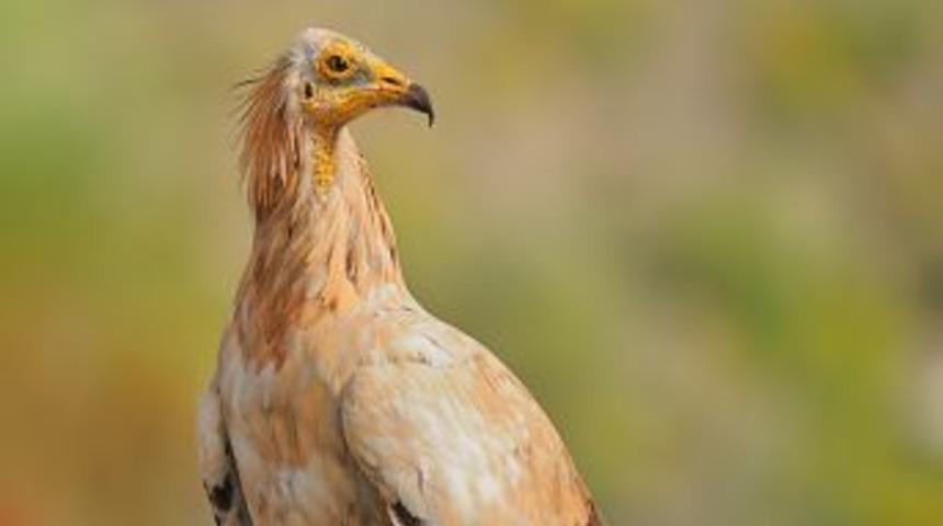 Sulak Alanlar Kurumasına Rağmen, Kuşlar Erzurum Ovası'nı Terketmedi