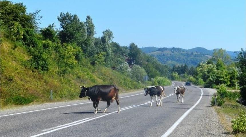 Kozcağız Karayolunda B&uuml;y&uuml;k Tehlike