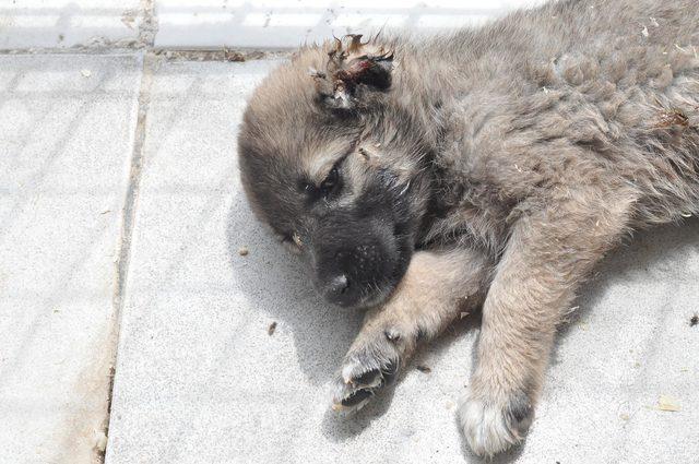8 yavru köpeğin kulaklarını kesip barınağa bıraktılar