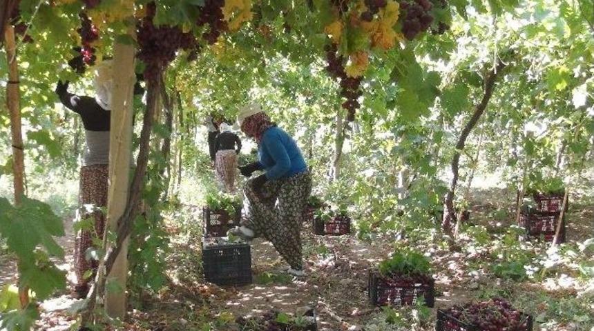 Turfanda Siyah &Uuml;z&uuml;m Hasadı Başladı