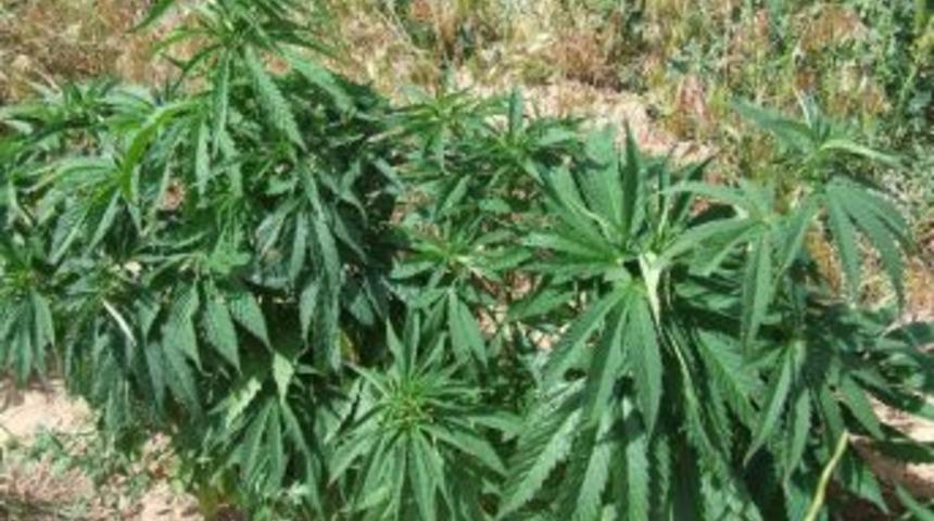 Jandarma Tarafından Bir Evin Bah&ccedil;esinde 425 K&ouml;k Kenevir Bitkisi Ele Ge&ccedil;irildi