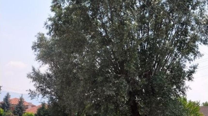 Koyunlar Uyudu, &Ccedil;oban Başlarını Bekledi