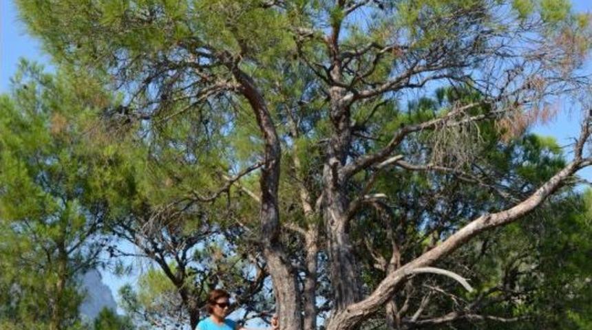 Kaya &Uuml;st&uuml;nde B&uuml;y&uuml;yen Ağa&ccedil;lar G&ouml;renleri Şaşırtıyor