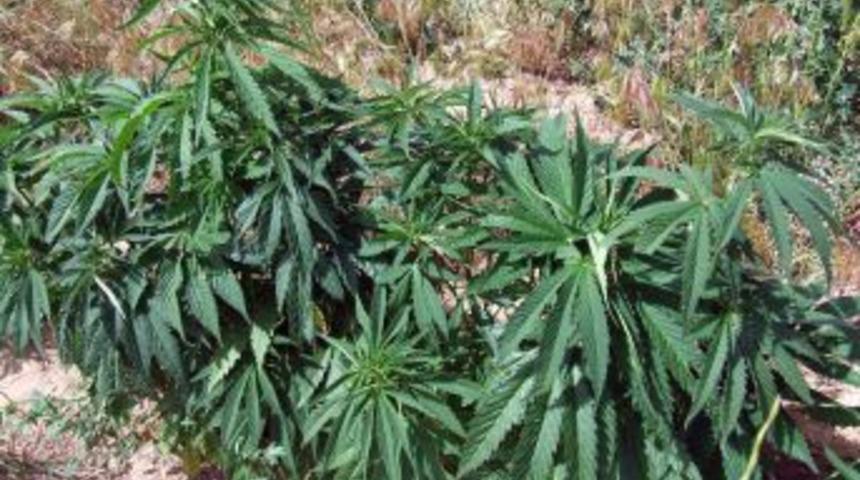 Jandarmadan Kenevir Operasyonu