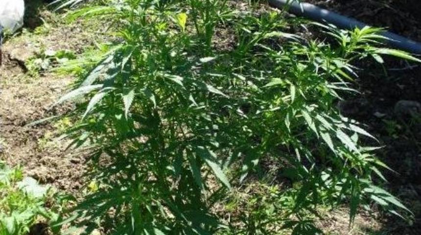 D&uuml;zce'de Toplam 3 Bin 830 K&ouml;k Kenevir Ele Ge&ccedil;irildi