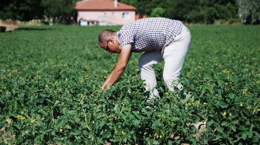 Sındırgı&rsquo;da Yeşil Kurt Ve Domates G&uuml;vesi M&uuml;cadelesi Başladı