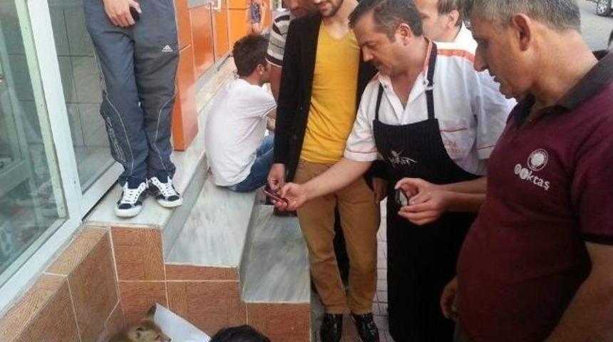 A&ccedil; Kalan Tilki Şehre İndi