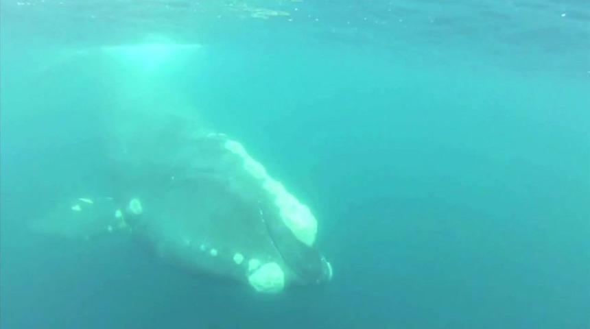 Dev Balinayı Balık Ağlarından B&ouml;yle Kurtardı