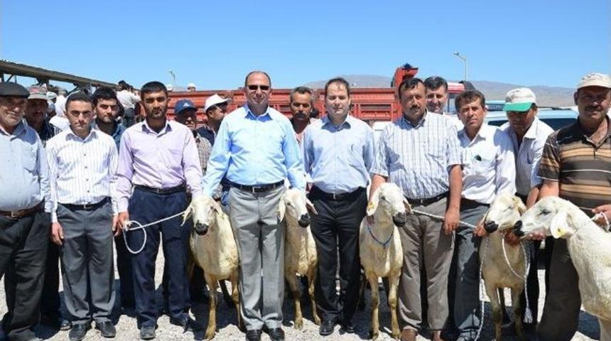 Niğde&rsquo;de Damızlık Akkaraman Ko&ccedil; Dağıtıldı