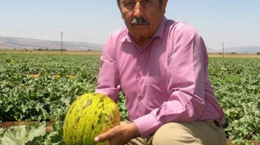 Araban Kavununun İlk Hasadı Yapıldı