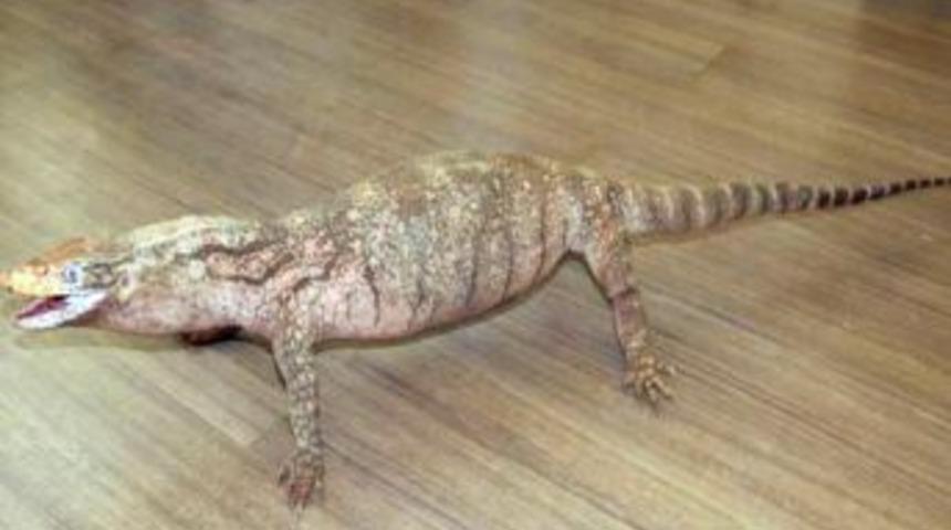 Bakanlık, Dev Kertenkeleyi Halka G&ouml;sterecek