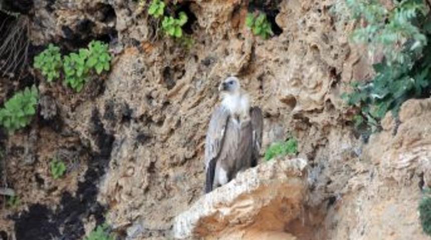 G&ouml;&ccedil; Yolunda Yaralanan Kızıl Akbaba Tedavi Edilerek Doğaya Salındı