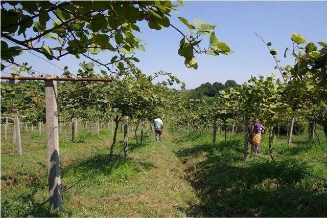 Organik Tarım Yapılan İşletmeleri Ziyaret Ettiler 1