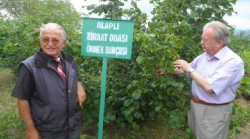 Alaplı'da Organik tarım yaygınlaşıyor