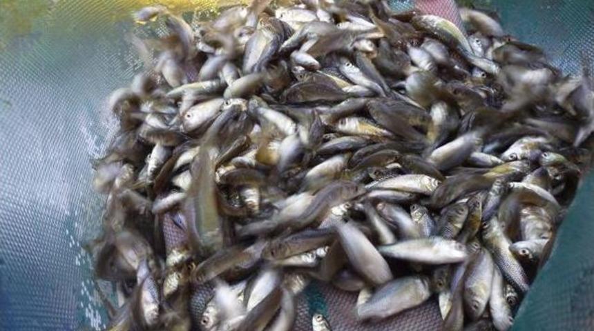 Tekirdağ'daki G&ouml;letlere Yavru Balık Salındı
