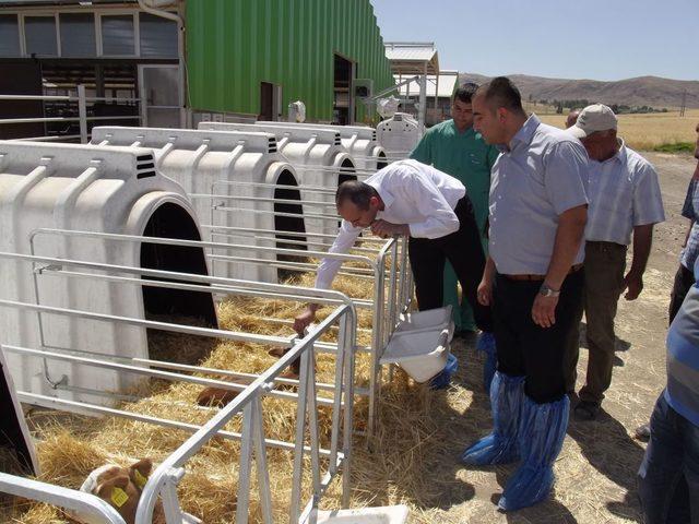 Kaymakam, Gemerek'teki Hayvancılık Tesisini Ziyaret Etti