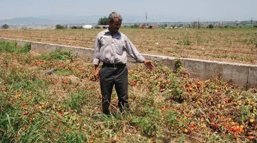 Domatesi Tuta Hastalığı Vurdu