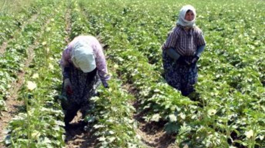 Yazın 40 Dereceyi Bulan Sıcağında Bamya Topluyorlar