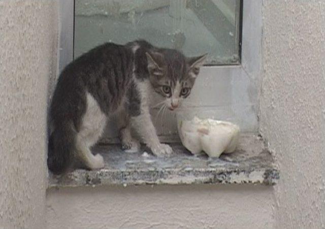 Trafoda Mahsur Kalan Kedi Yavrusu Kurtarıldı