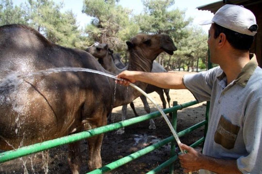 Maymunlar Dondurmaya, Ayılar Dondurulmuş Meyve Kokteyline Bayılıyor