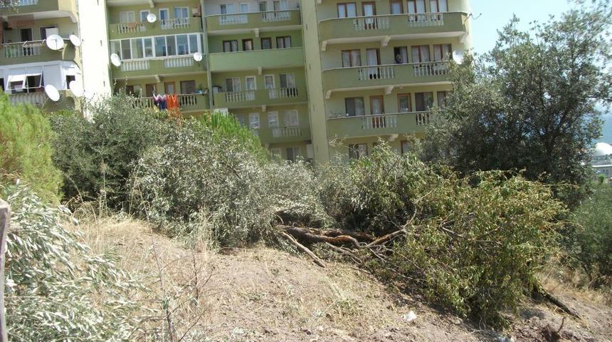 Mudanya'da Sosyal Tesis I&ccedil;in Ağa&ccedil; Kesimine Mahalle Tepkisi