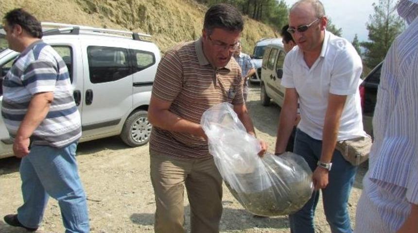 Boyabat&rsquo;ta G&ouml;letlere 60 Bin Sazan Yavrusu Bırakıldı