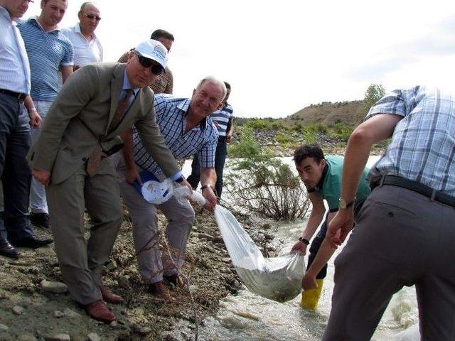 Boyabat’ta Göletlere 60 Bin Sazan Yavrusu Bırakıldı