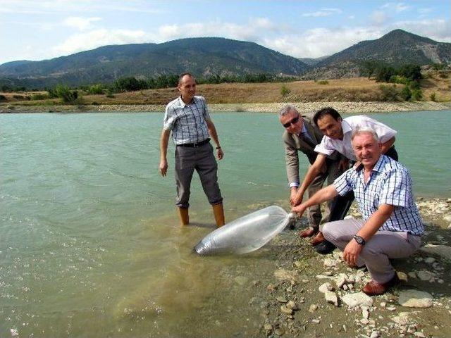 Boyabat’ta Göletlere 60 Bin Sazan Yavrusu Bırakıldı