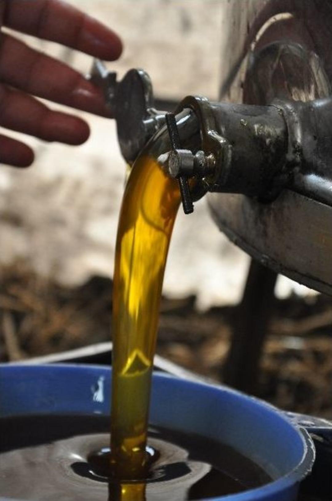 (&ouml;zel Haber) Gezginci Arıcıların G&ouml;zde Mekanı Tekirdağ