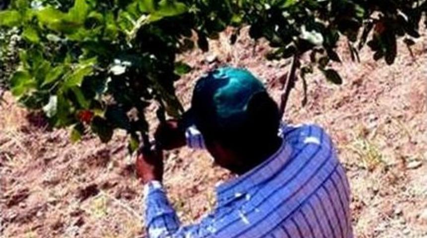 Sultanhisar&rsquo;da 7 Bin Melengi&ccedil; Antep Fıstığı Alacak