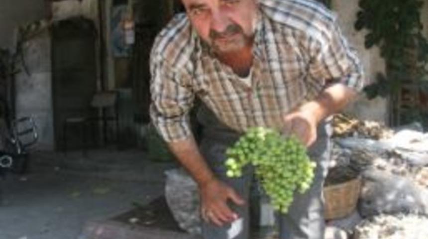 Asma Koruğuna Yoğun İlgi