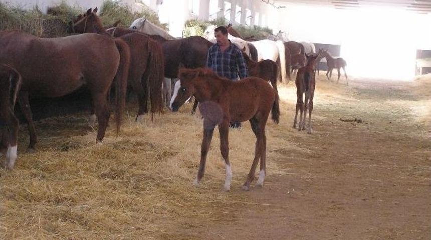 Arap Yarış Taylarının &Uuml;retimi Her Ge&ccedil;en Yıl Artıyor