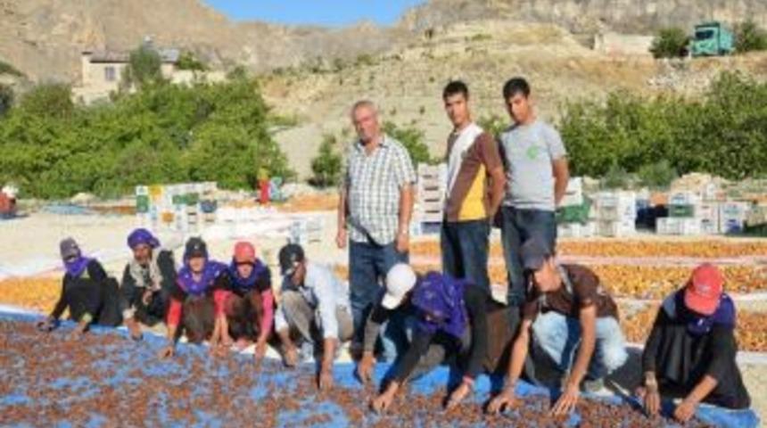 G&uuml;n Kurusu Kayısı Daha İyi Satılıyor