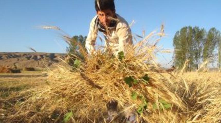 Sıcak, Uzun Ve Oru&ccedil;lu G&uuml;nlerde Tarlada &Ccedil;alışıyorlar