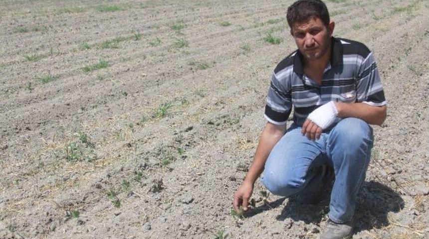 Saruhanlı&rsquo;da Soya Fasulyesi &Uuml;retimi Başladı