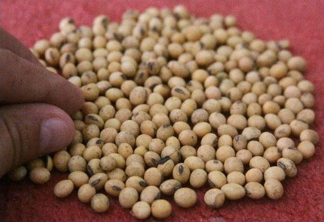 Saruhanlı’da Soya Fasulyesi Üretimi Başladı