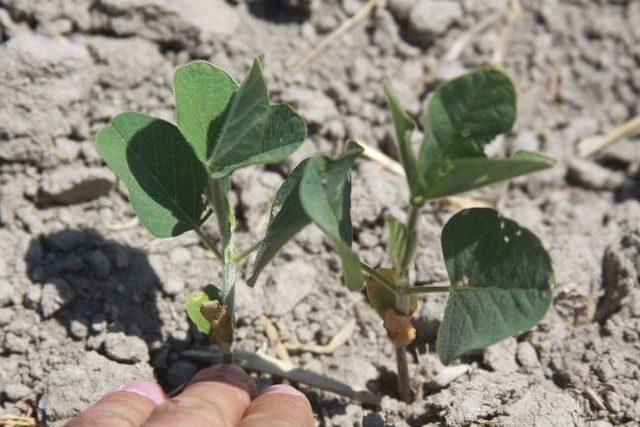 Saruhanlı’da Soya Fasulyesi Üretimi Başladı