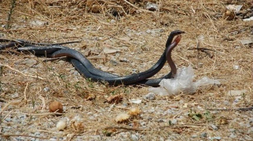 Karayılanların Aşkı Da Bir Başka