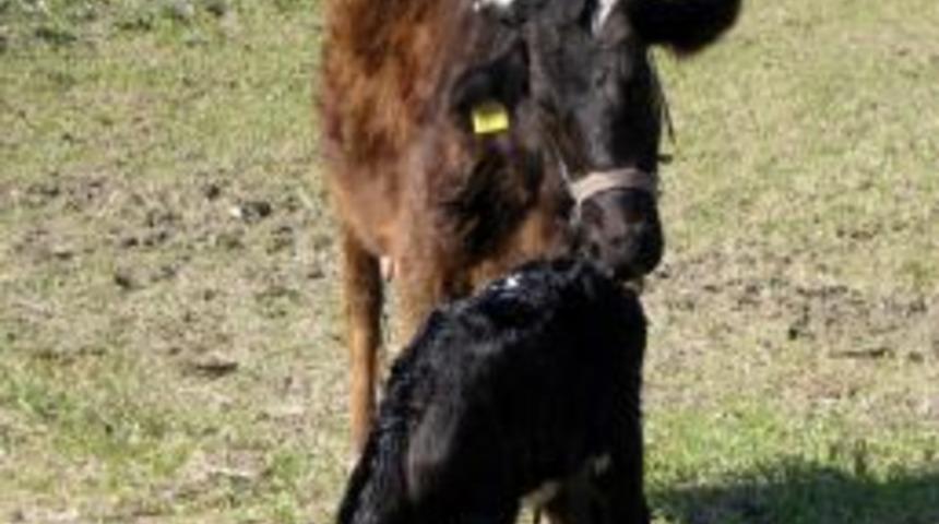 S&ouml;ke Ziraat Odası Başkanı Kocabaş: K&ouml;ylerde Hayvancılık Bitme Noktasında