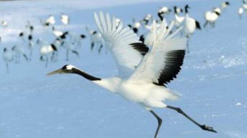 Turnalar Ulasal Planla Korumaya Alındı