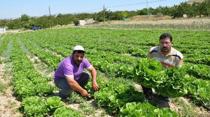 Baraj Suyu Gelince Sebzecilik Gelişti