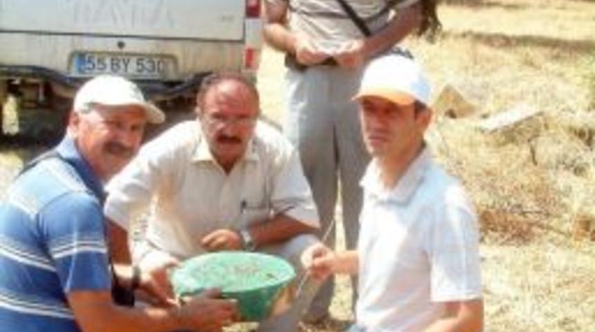 Burhaniye&rsquo;de Zeytin Sineği Sayımına Başlandı