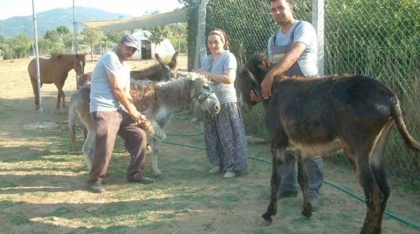 Burhaniye&rsquo;de Başıboş Hayvanlara Alman Barınağı