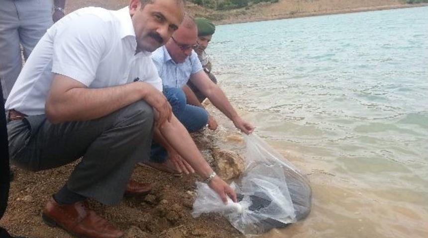 Amasya&rsquo;da G&ouml;letlere 40 Bin Yavru Balık Salındı