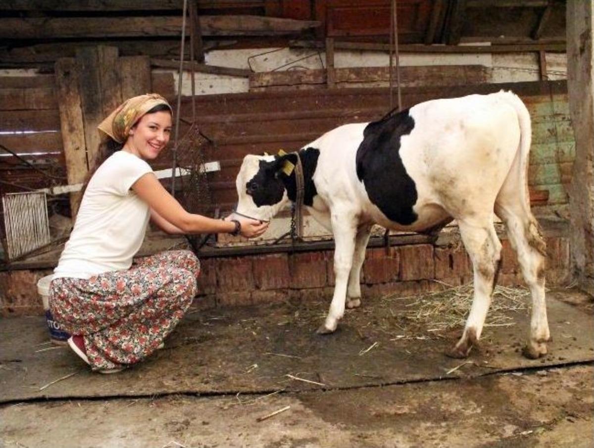 Zeytin Posası Hayvan Yemi Oldu