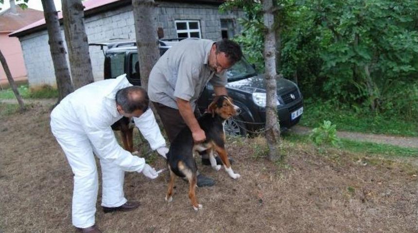Trabzon&rsquo;daki Kuduz Vakası
