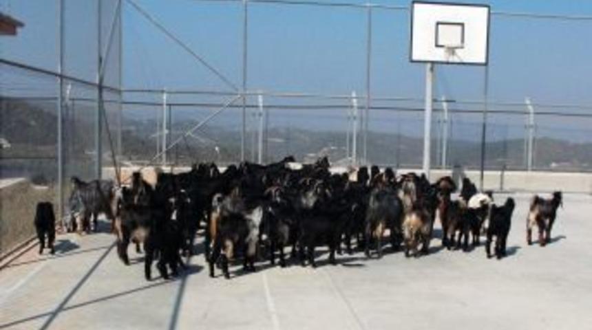 Hatay'da Ka&ccedil;ak&ccedil;ılık Operasyonu